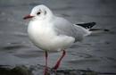 Black-headed Gull